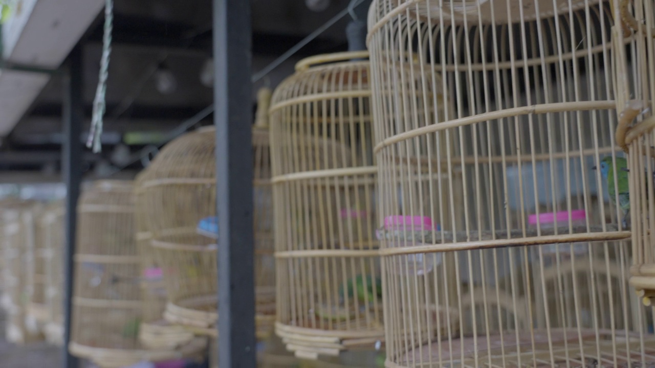 在雨季悬挂在笼子里的彩色鸟-苏门答腊，印度尼西亚视频下载