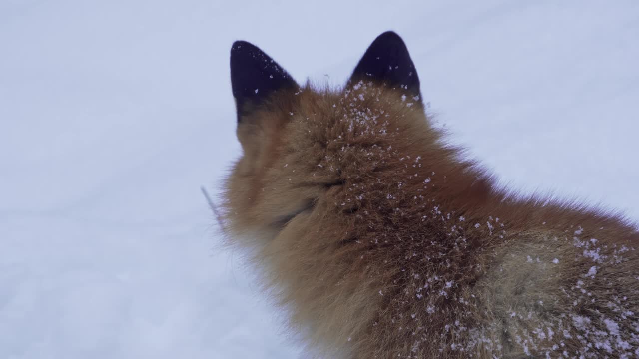 红狐闻着雪地寻找食物。视频素材