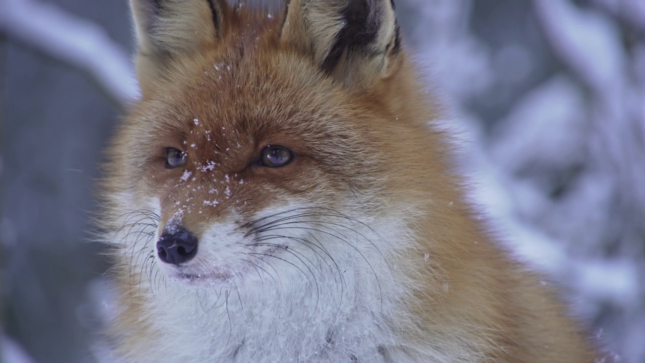 冬天的狐狸肖像的精彩特写。Vulpes Vulpes。视频素材
