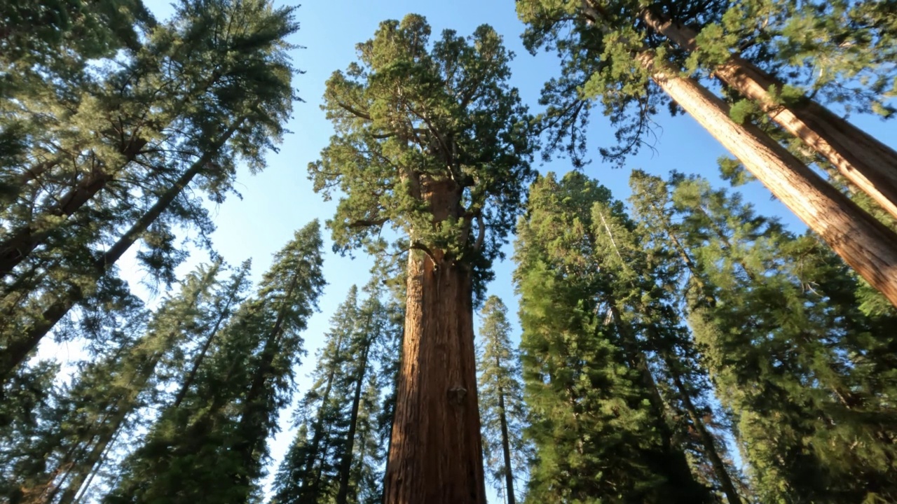在一个阳光明媚的日子里，以蓝天为背景，在红杉国家公园仰望着大红杉树视频素材