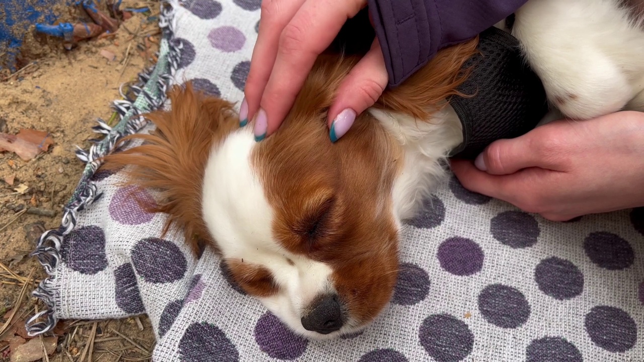 野餐时，一个女人的手抚摸着一只可爱的红色小猎犬。爱护和照顾宠物。视频下载