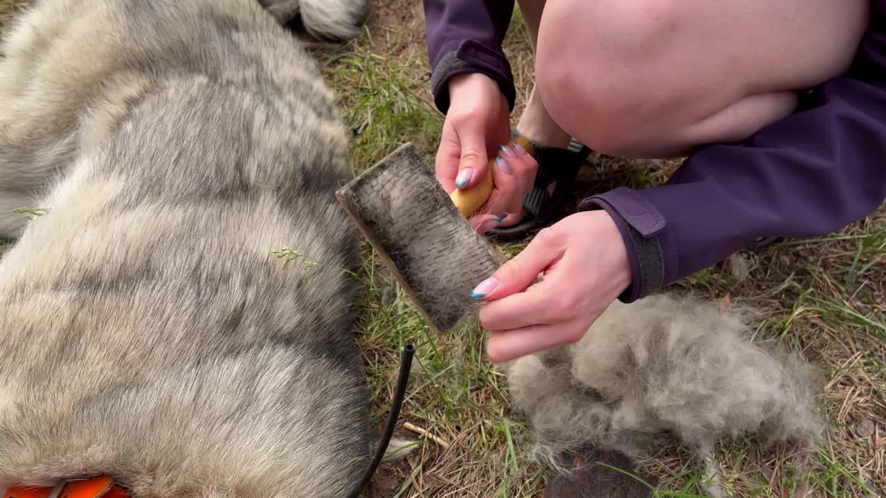 女人梳狗，西伯利亚哈士奇，春天的羊毛脱落。宠物喜欢梳理。视频下载