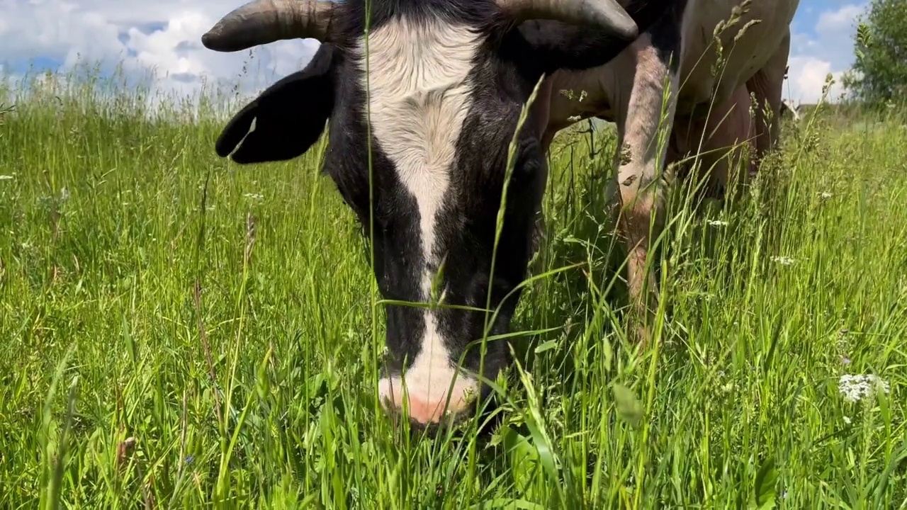 农场的奶牛在绿色的田野上吃草。农业产业。视频下载