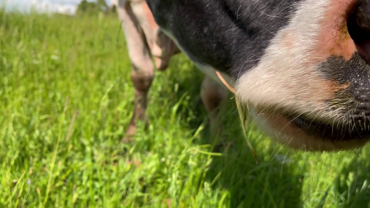 农场的奶牛在绿色的田野上吃草。农业产业。视频素材
