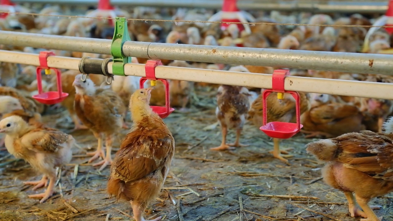 许多红鸡家禽饮水由奶嘴供水系统工厂化农场视频素材
