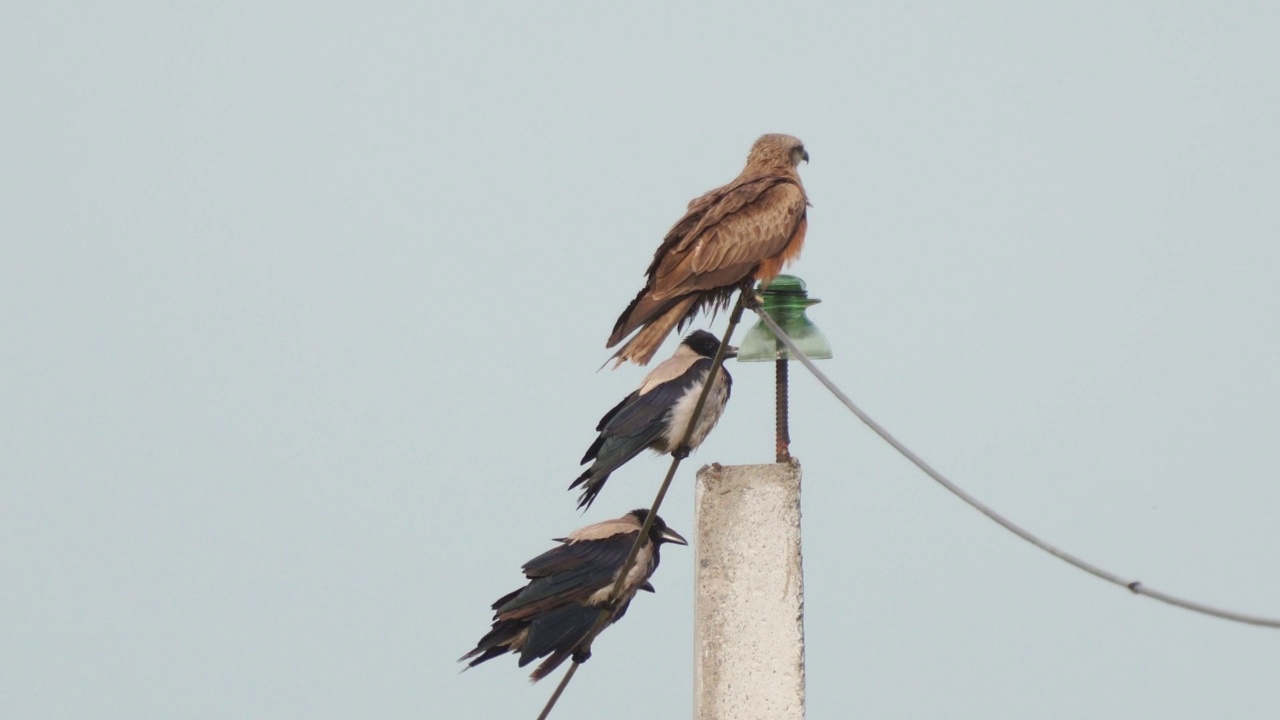 鸟类——黑鸢(米尔乌斯迁徙鸟)，灰乌鸦安静地坐在电线上，在夏天的晚上休息。视频素材