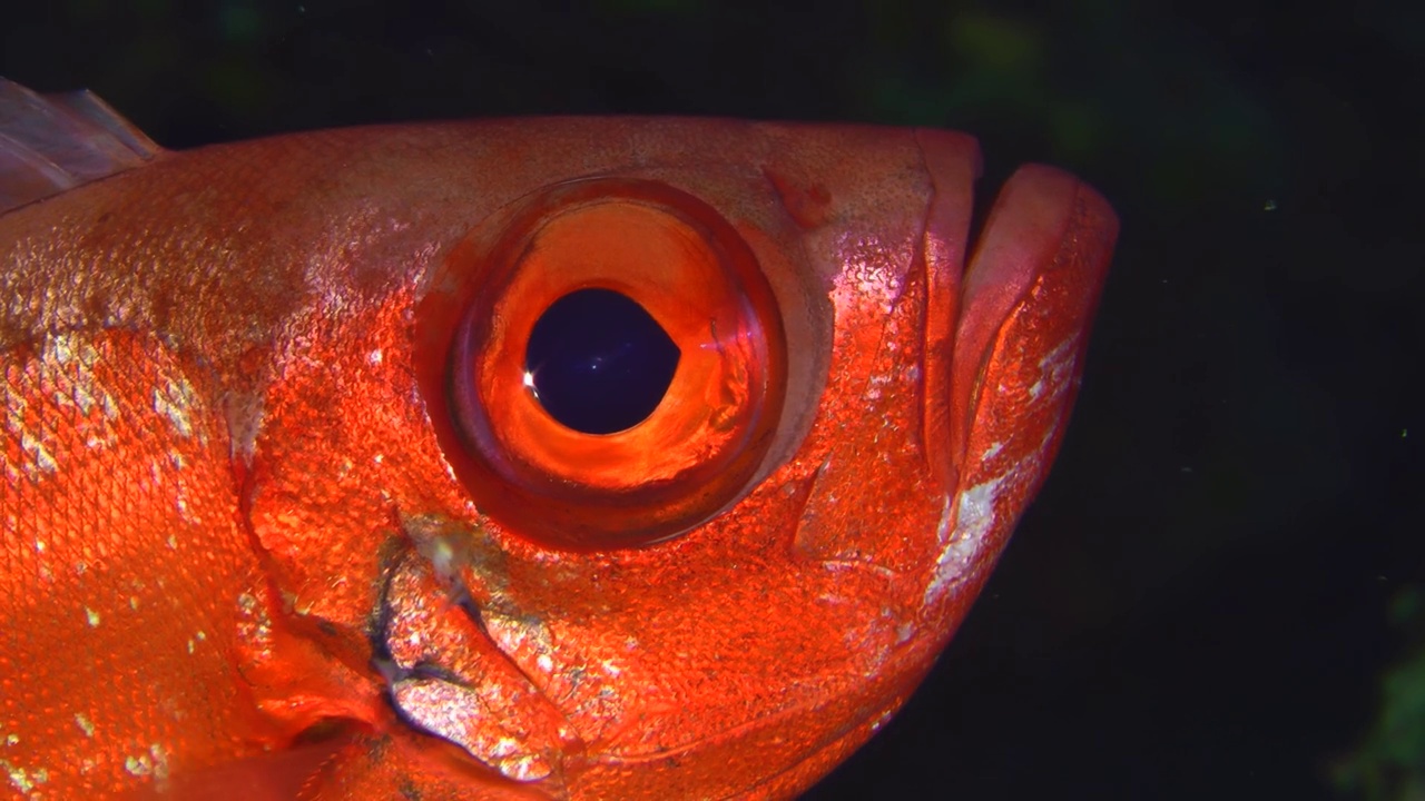 月牙尾大眼睛旁边的珊瑚礁。视频下载