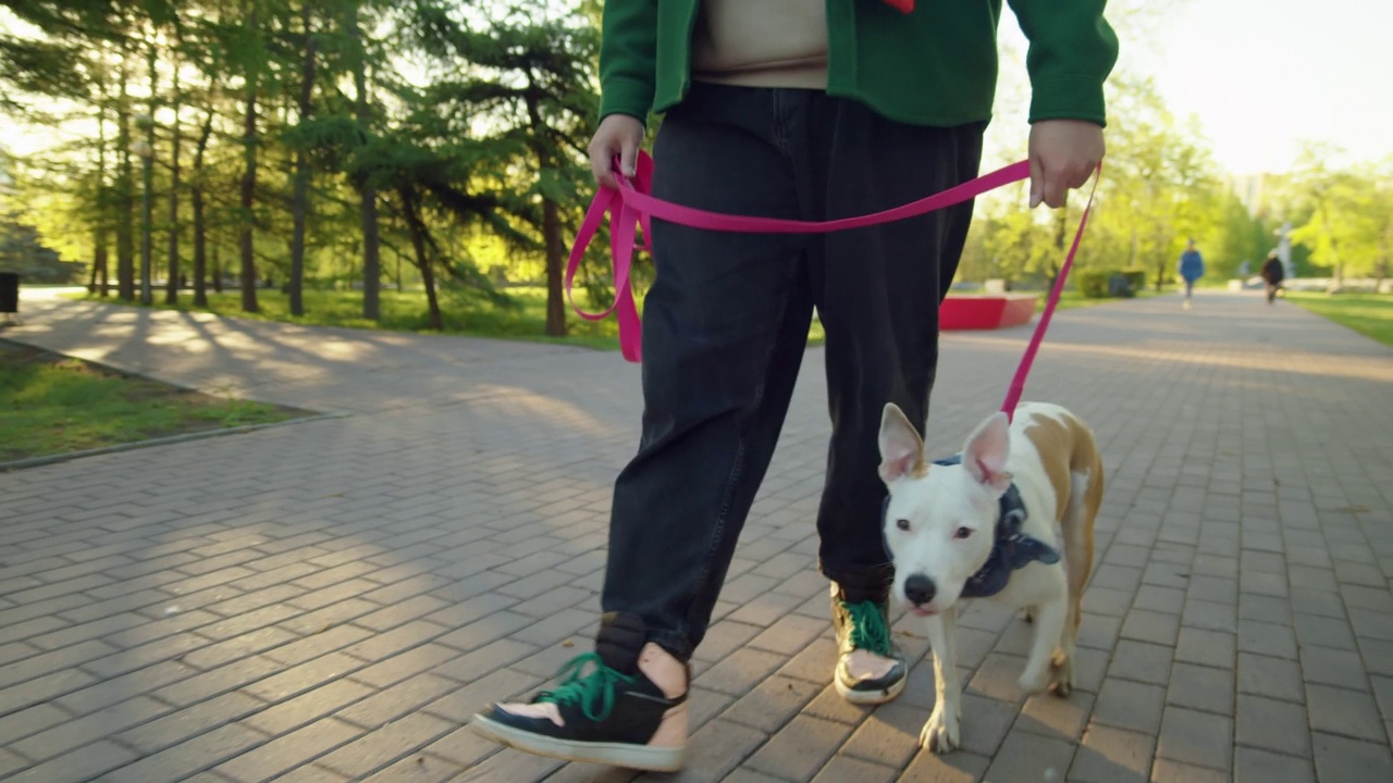 快乐的男人和可爱的狗在公园散步视频下载