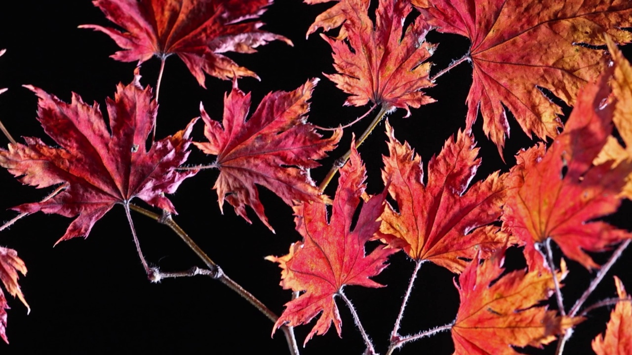 秋天枫树的叶子孤立在黑色的背景视频下载