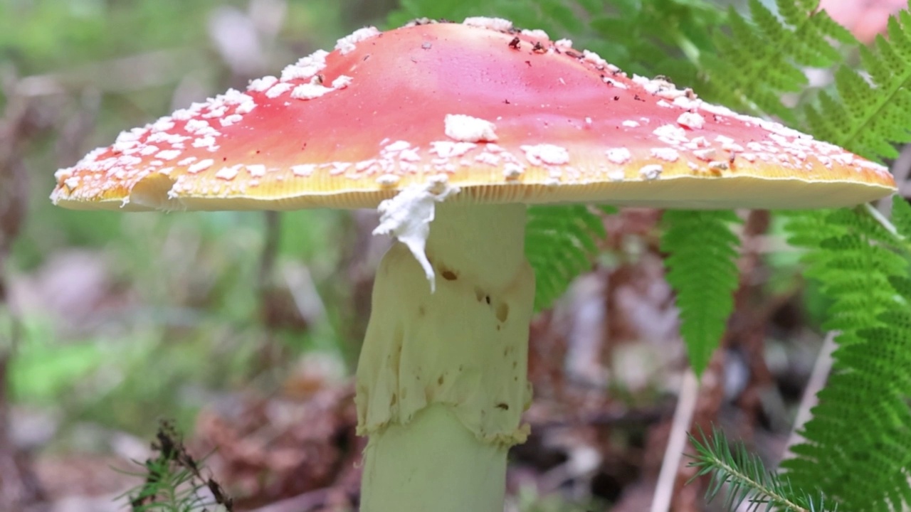 森林中的毒蘑菇特写视频素材