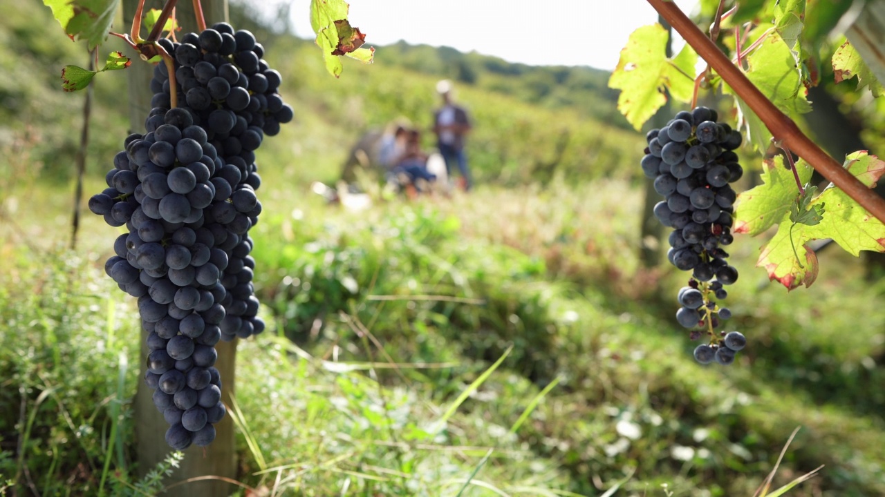 用于酿酒的葡萄采收:意大利蛇毒病视频素材