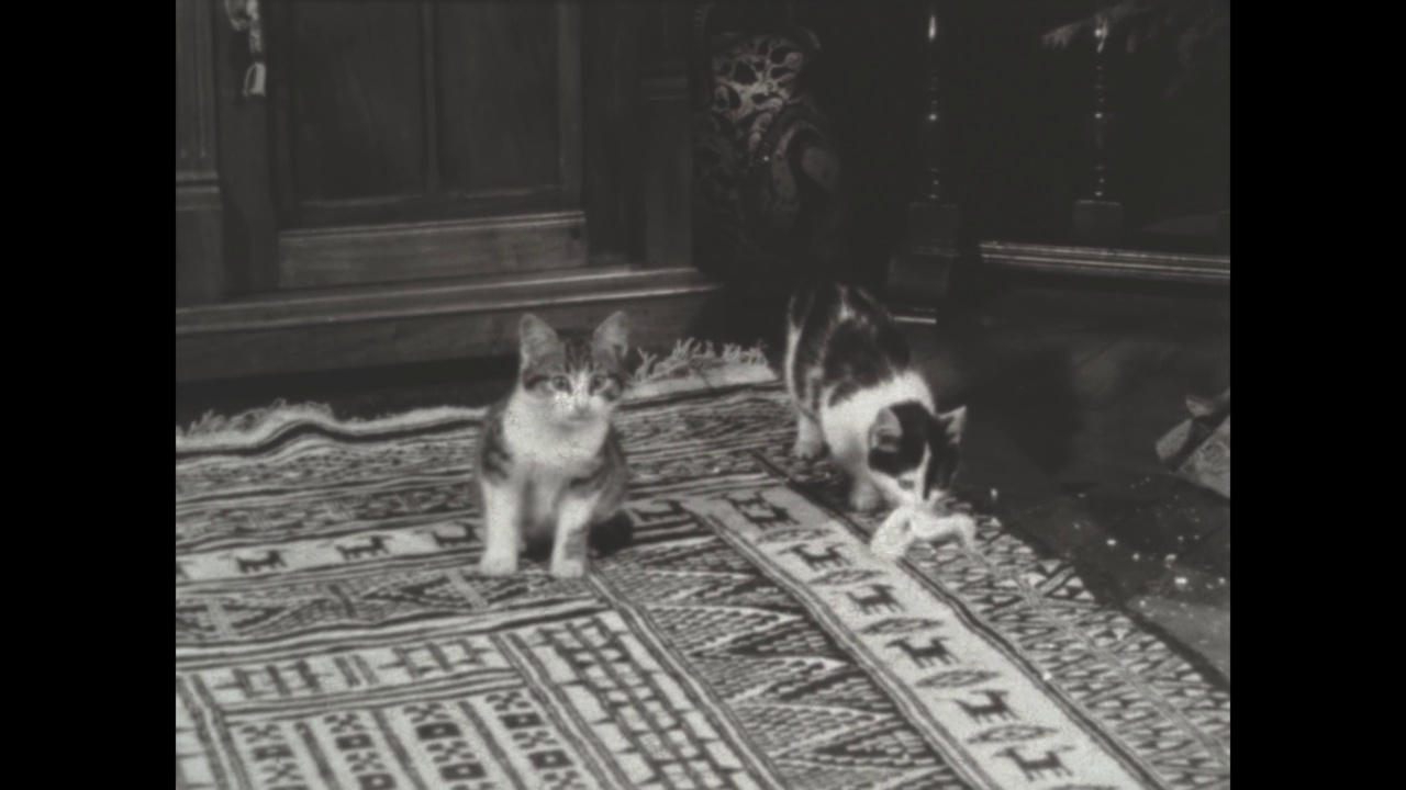 意大利1963年，家猫地毯客厅视频下载