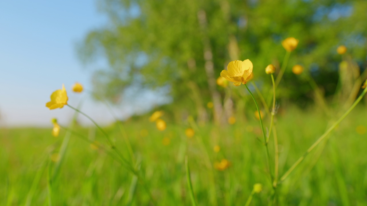 黄色的野生毛茛在绿色的背景上轻轻地开着花。春天开黄花。静态的。视频素材