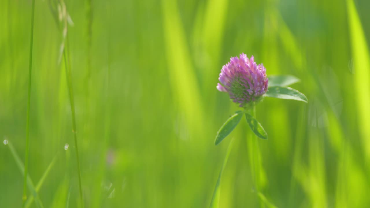 开紫色花的红色三叶草特写，红三叶草。柔和模糊的概念。草药在草坪上。浅景深。视频素材