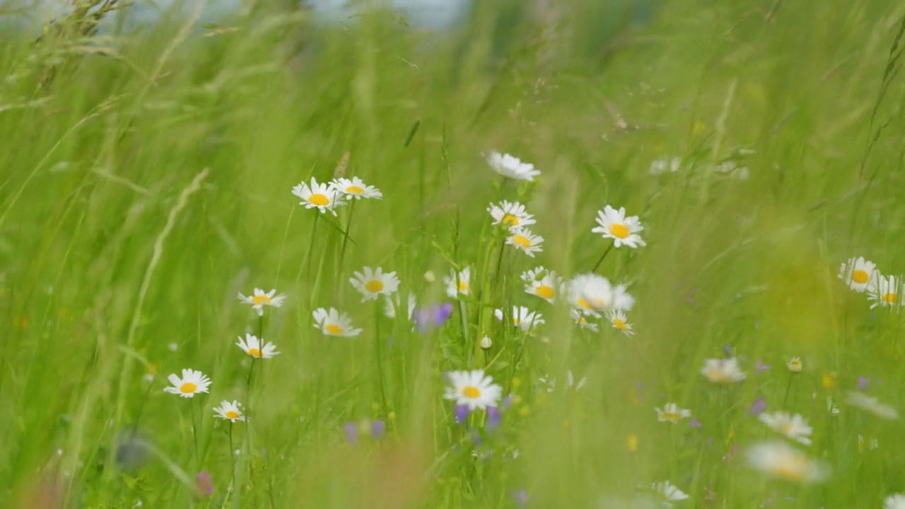 白色的雏菊在风中摇曳。白色柔软的花瓣在绿色草地的背景下随风摇曳。广角镜头。视频素材