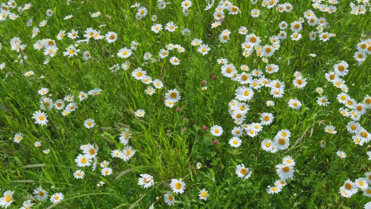 夏天的草地上，白色、黄色眼睛的雏菊在风中摇曳。白色和黄色的花。缓慢的运动。视频素材