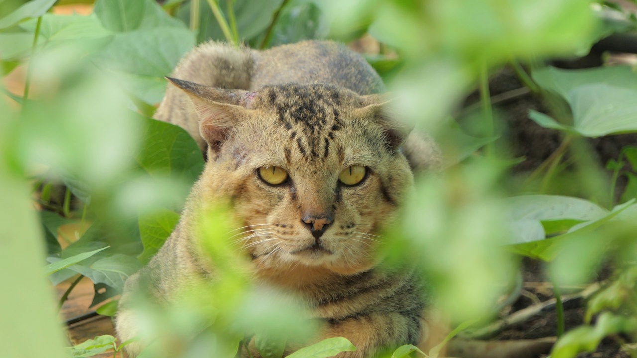 热带雨林中的野猫。视频下载
