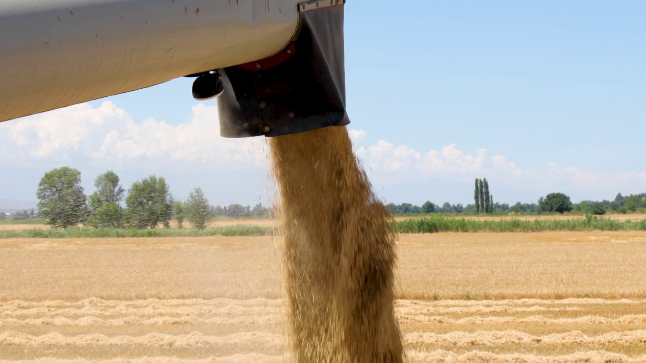 小麦谷物从联合钻机落进谷物车卸小麦视频素材