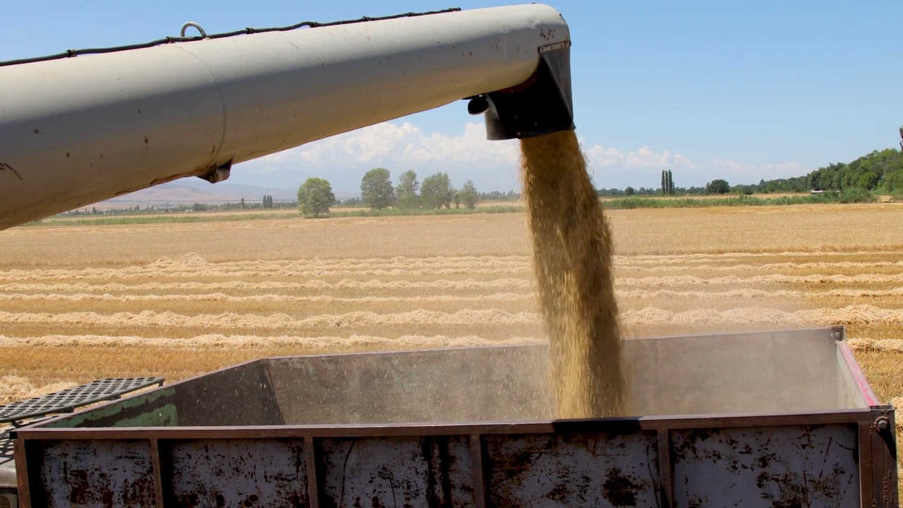 麦粒从联合螺旋机落进谷物车。联合收割机卸小麦视频素材
