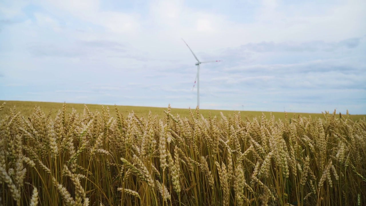 在收获前将小麦穗子晾干，在农田中进行风车视频素材