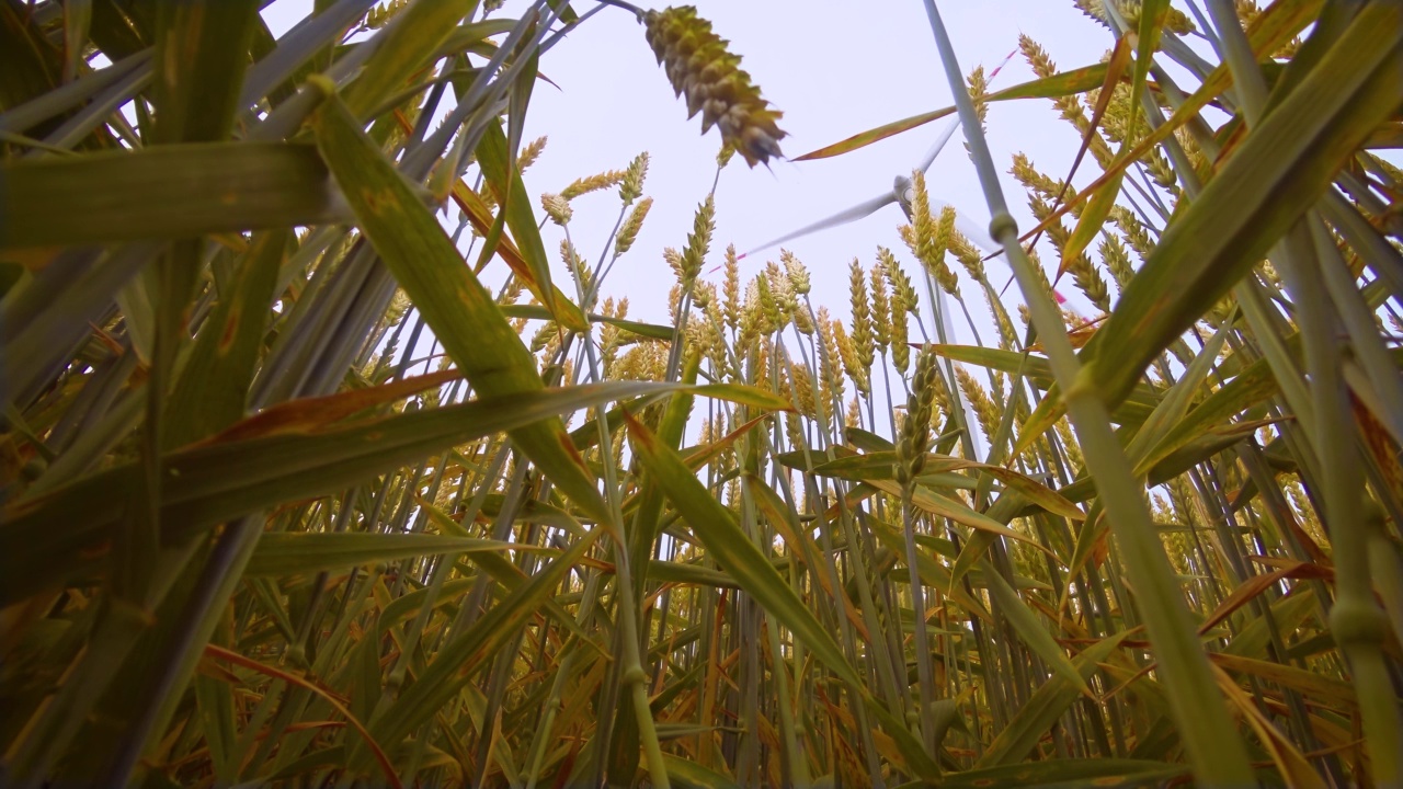密集的农田与干燥的小麦穗在近距离与大型风力涡轮机在背景视频素材