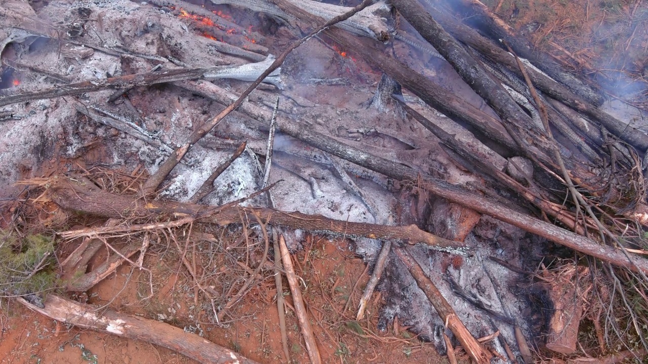 在一场生态灾难中，森林里倒下的树木被烧毁了视频素材