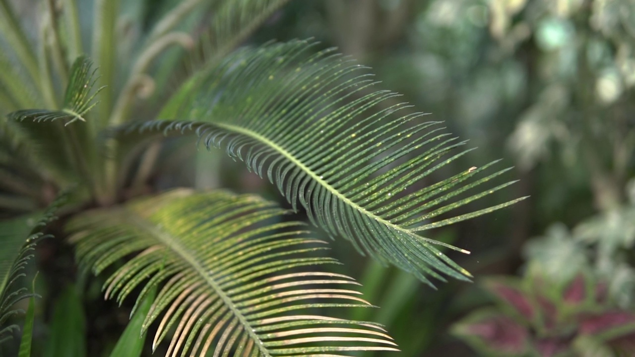 花园中棕榈叶的慢动作镜头视频素材