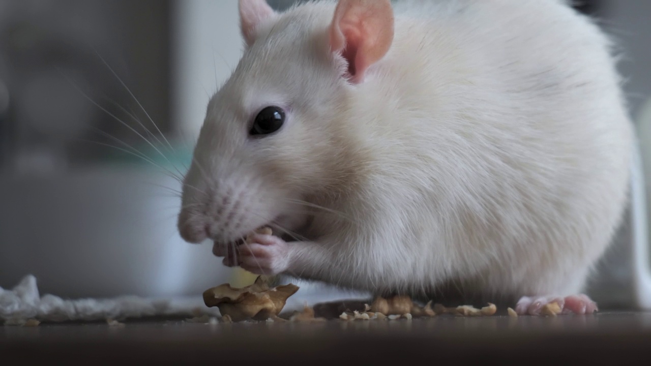 可爱的家鼠吃坚果视频素材