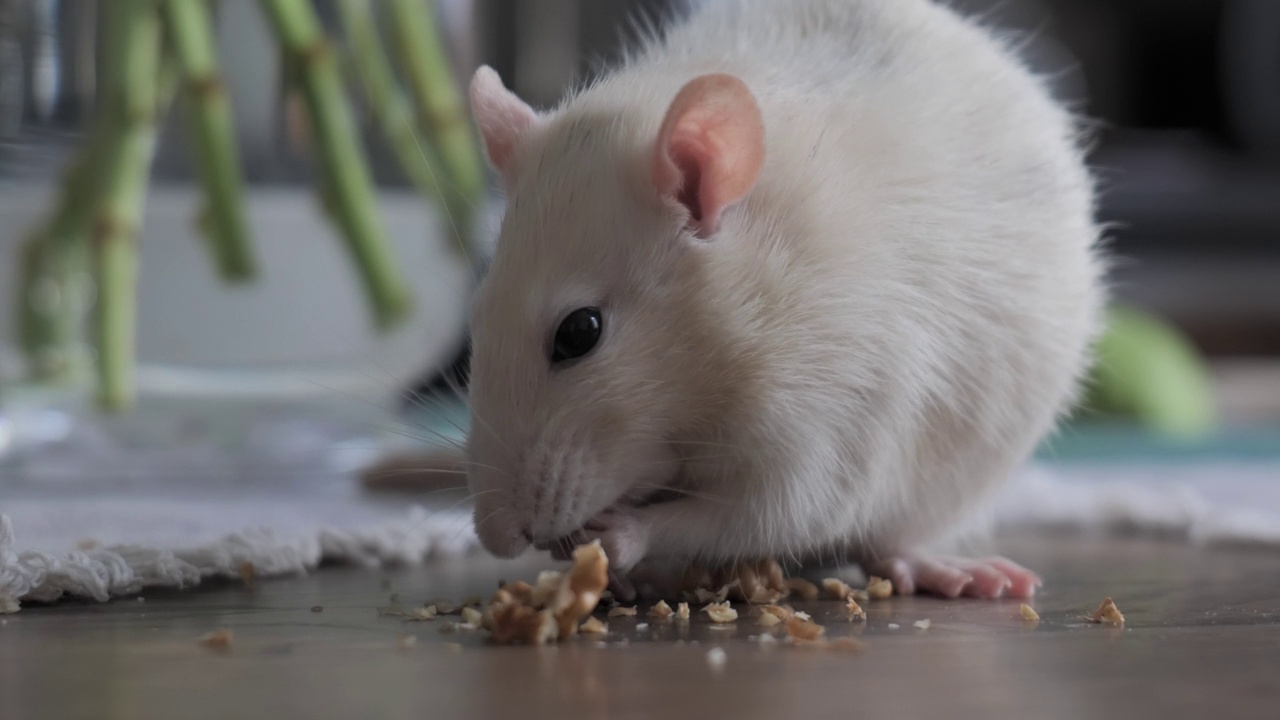 可爱的家鼠吃坚果视频素材