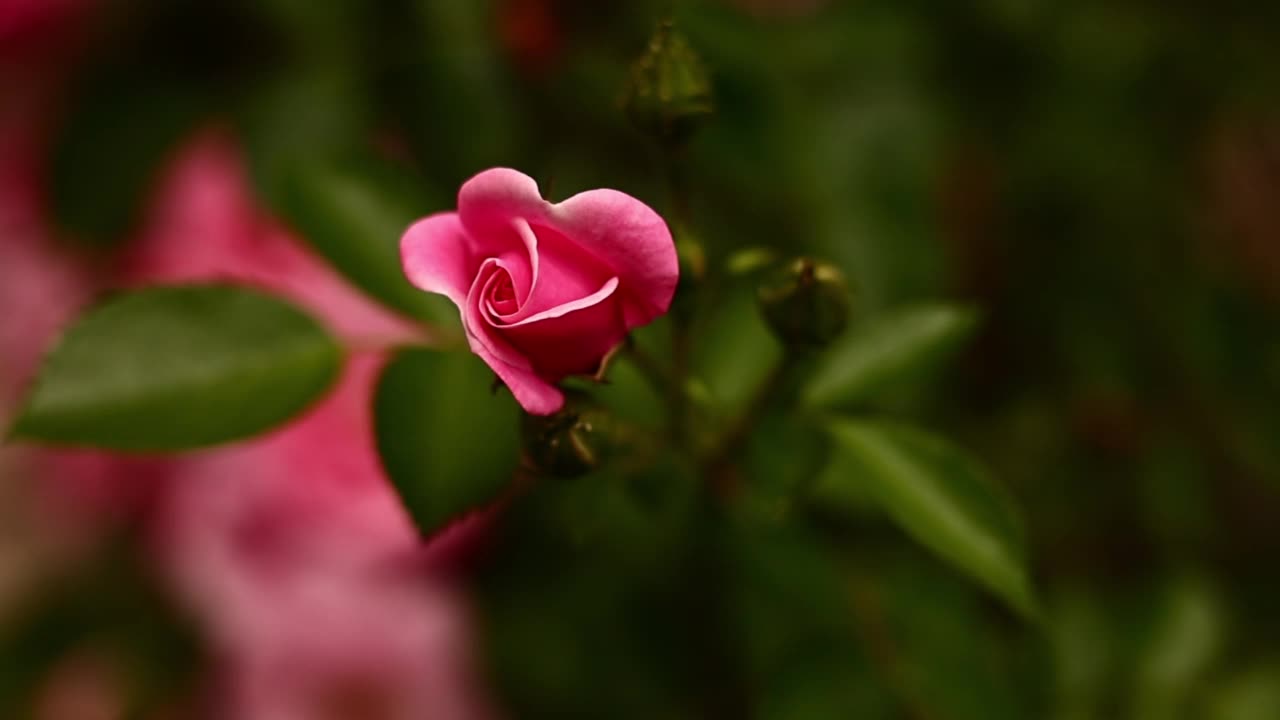 特写的一个单一的粉红色玫瑰生长在灌木与绿色植物的背景。一个夏天的下午，花园里开了一朵鲜艳美丽的粉红色玫瑰视频素材