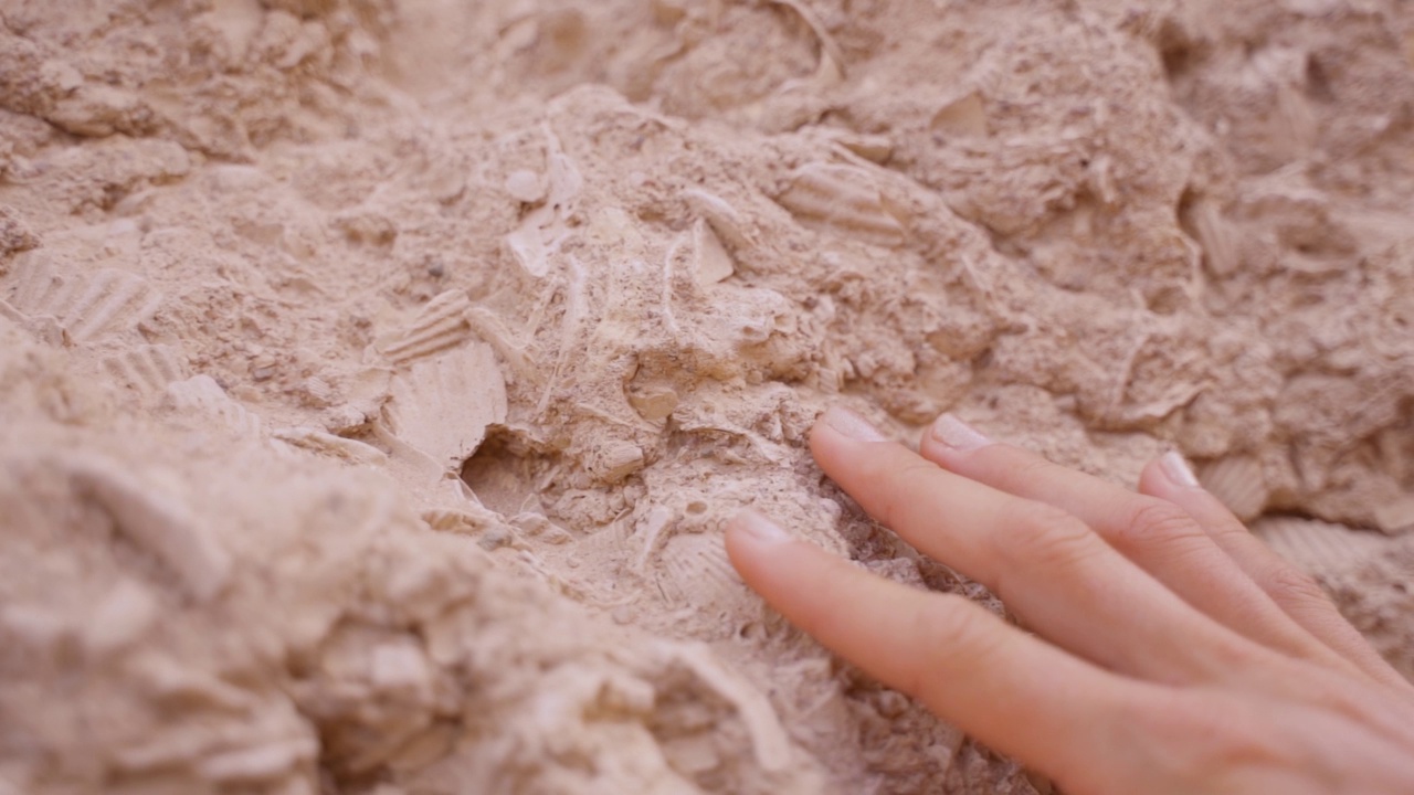 手擦过百万年的石质贝壳化石视频素材