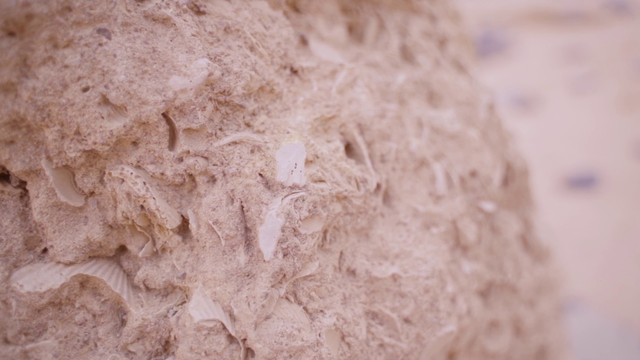 百万年的石头化石海贝壳视频素材