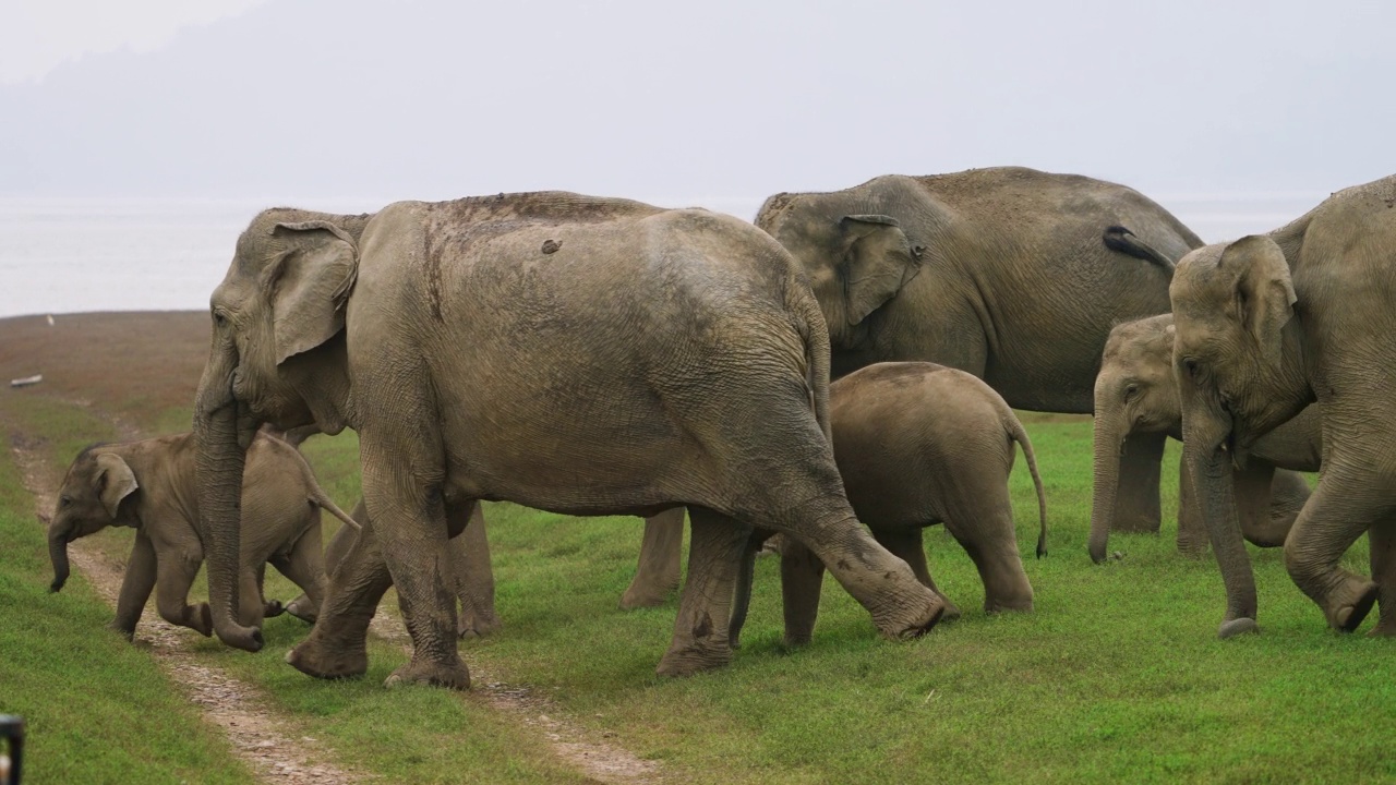 一群大象在国家公园吃草视频素材