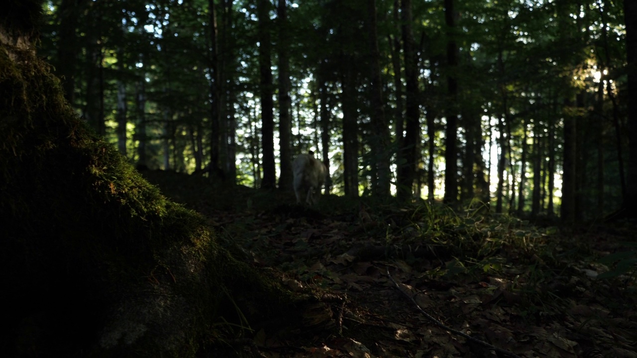 快乐的狗狗在树林里嗅着树根，在早晨的阳光透过森林的树叶瞥见下冒险视频下载
