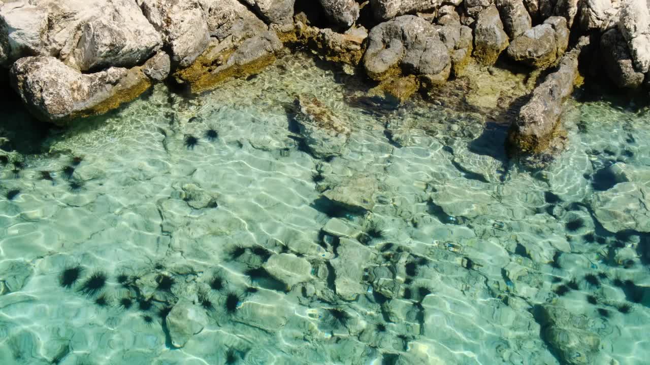 爱琴海的海胆视频素材