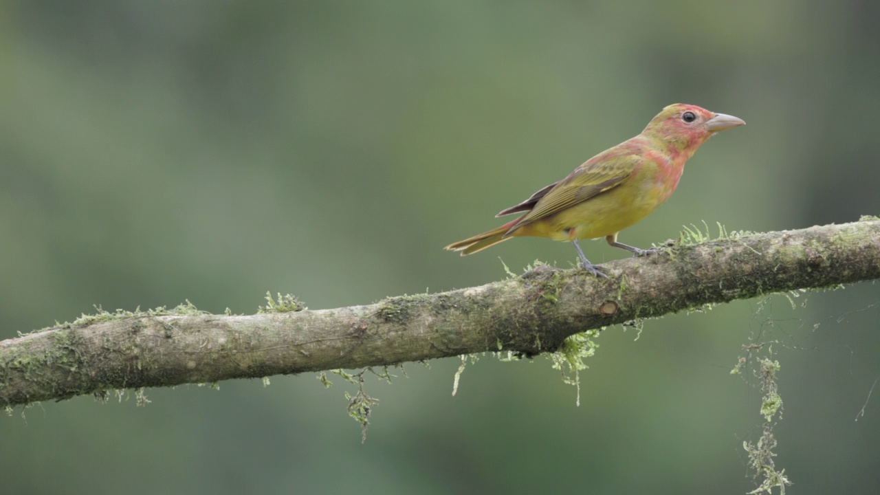 一只未成熟的雄性夏tanager停在一根树枝上的慢动作剪辑视频素材