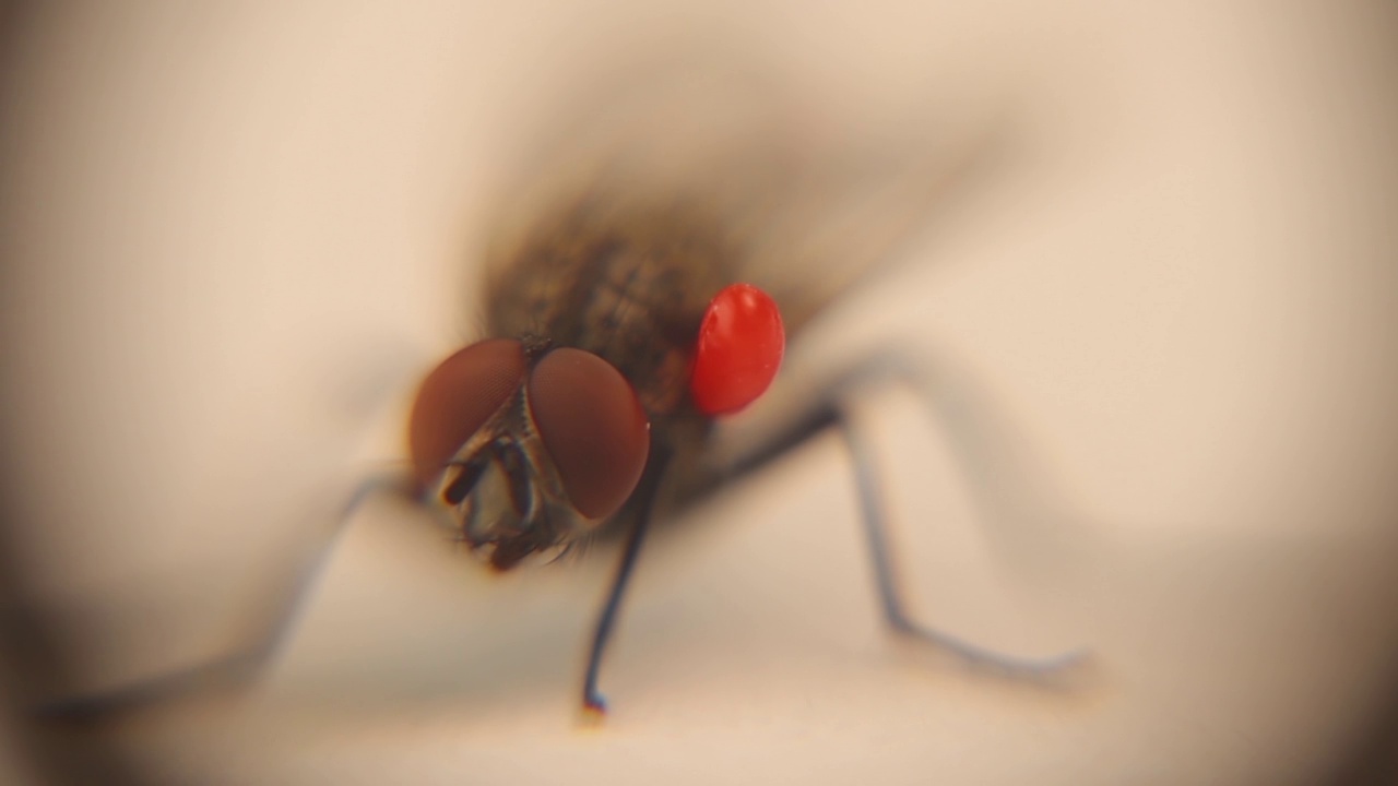 携带包膜螨的家蝇:螨和蜱。
通过加速拍摄，可以明显看到寄生虫的腹部被苍蝇的血液填满。
宏飞。
昆虫视频素材