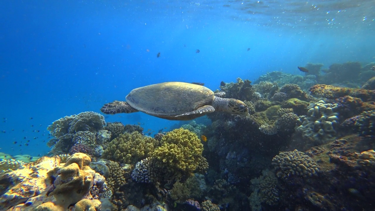玳瑁海龟(Eretmochelys imbricata)在海里游泳。视频下载