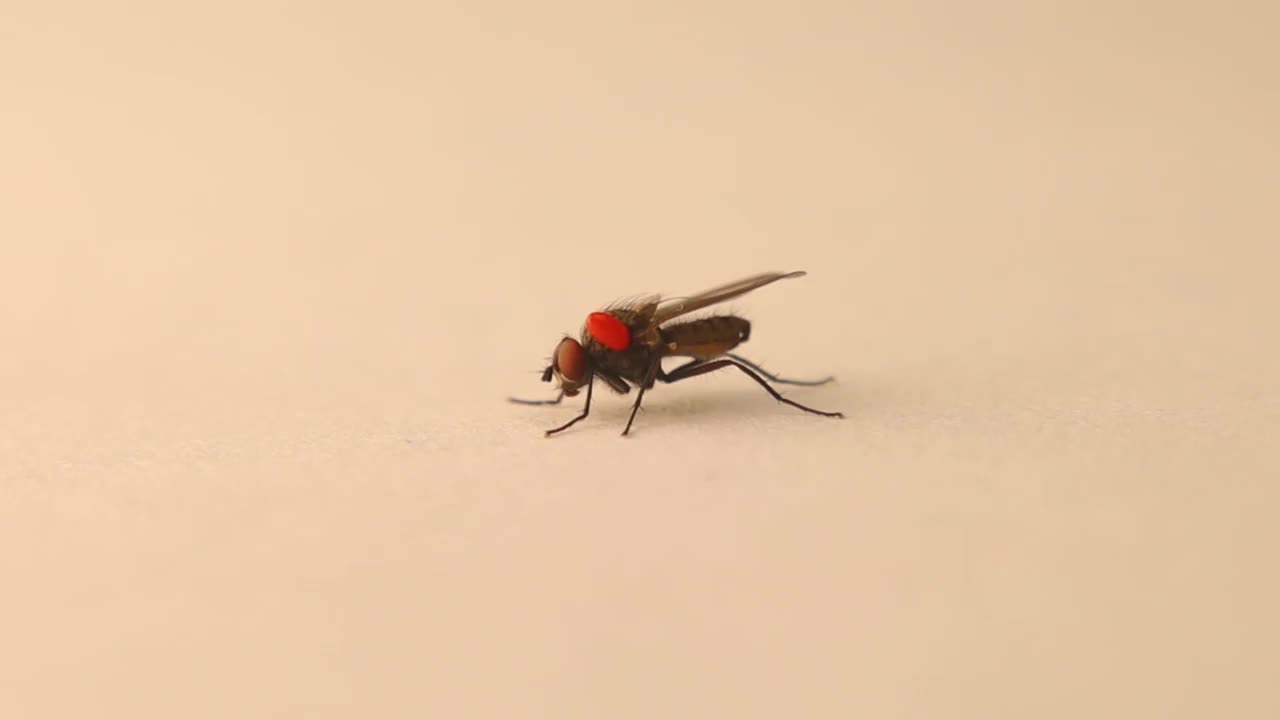 携带有寄生螨的家蝇:(红色身体:螨和蜱)。
寄生虫,寄生虫。
宏飞。
孤立在白色背景上的昆虫。
昆虫,昆虫,虫子。
野生自然，野生动物视频素材