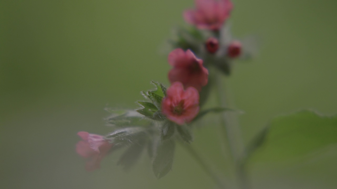 粉红色野花的细节镜头视频下载