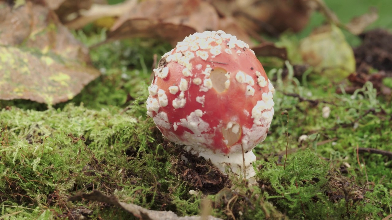 毒伞，一种红蝇木耳。苔藓中的蘑菇特写。旋转视频素材