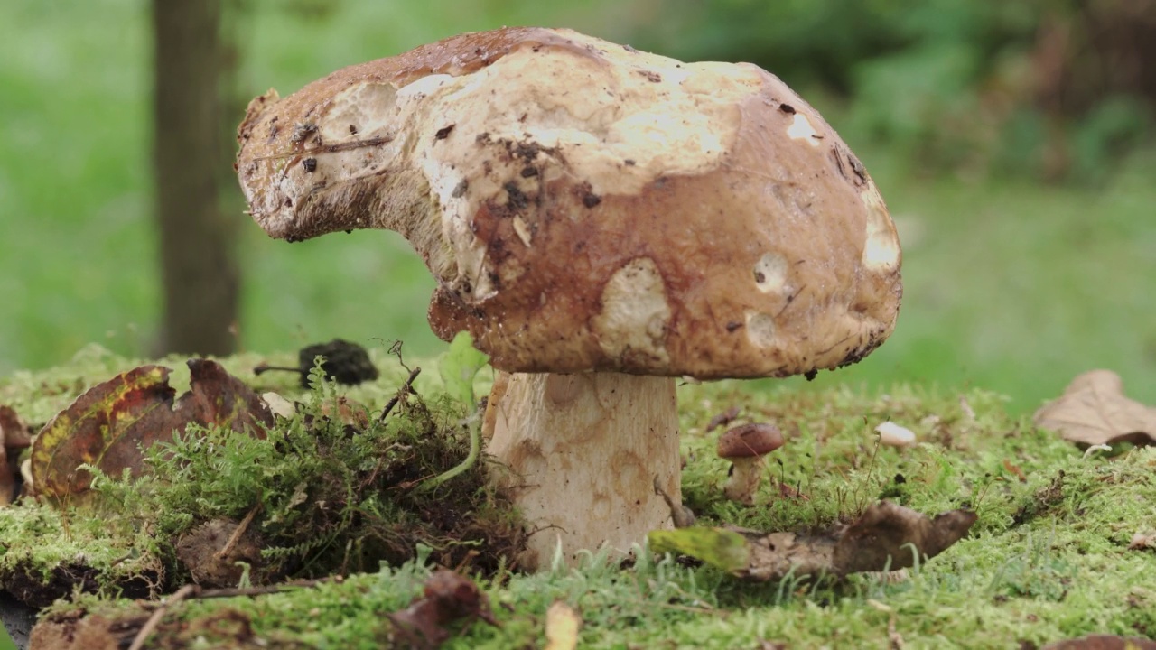大牛肝菌，一种长在苔藓上的老蘑菇。视频旋转特写。视频下载