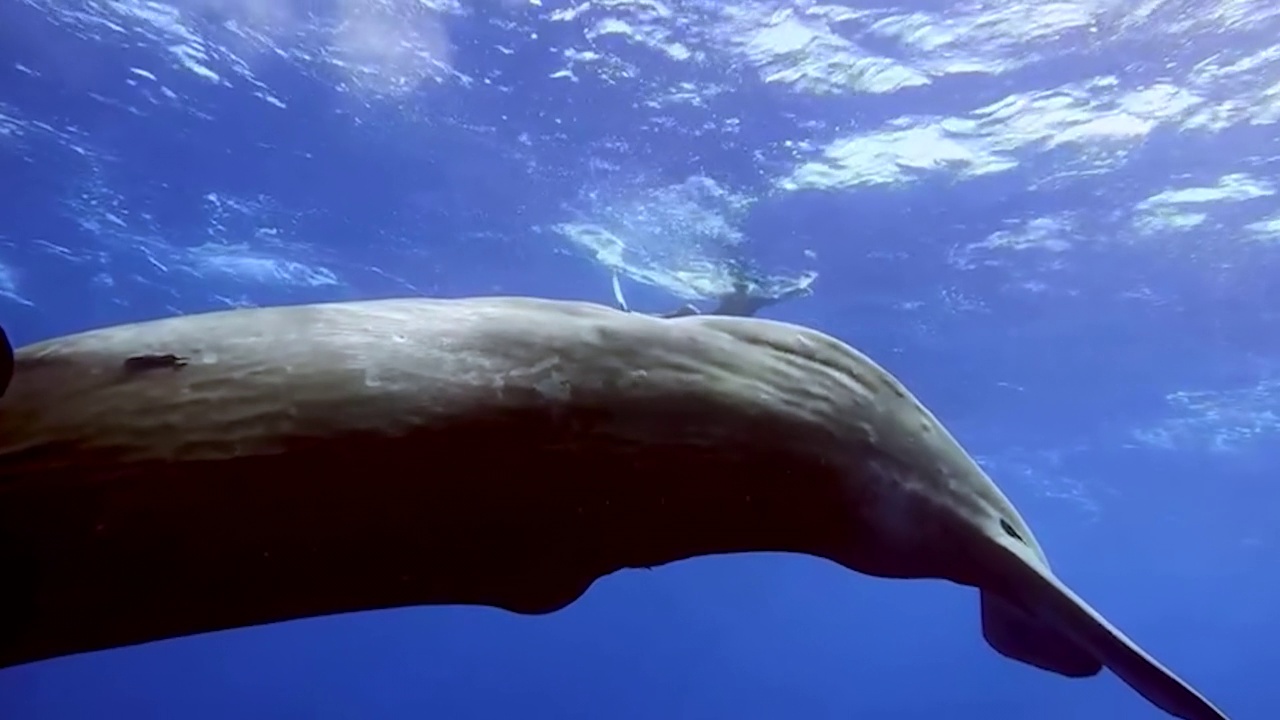 蓝鲸或抹香鲸在蓝色的水。野生鲸鱼呼吸的水下镜头。在自然栖息地的水生海洋动物。友好的宽吻海豚的特写。野生动物自然视频素材