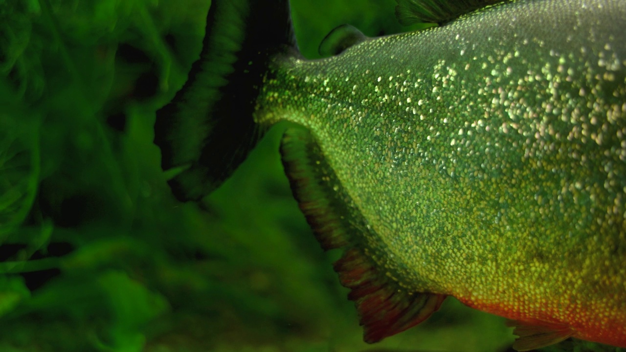 锯齿鱼科又称锯齿鱼科，一种特征形鱼类。常见的名字包括食人鱼视频下载