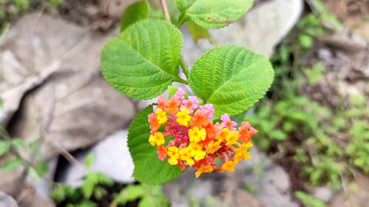 黄色和粉红色的兰塔纳卡马拉野生花的特写视频素材