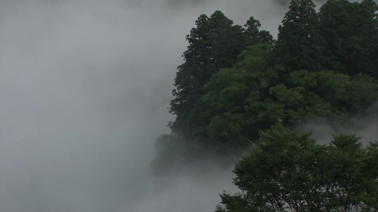 雾山森林，德岛，日本视频素材
