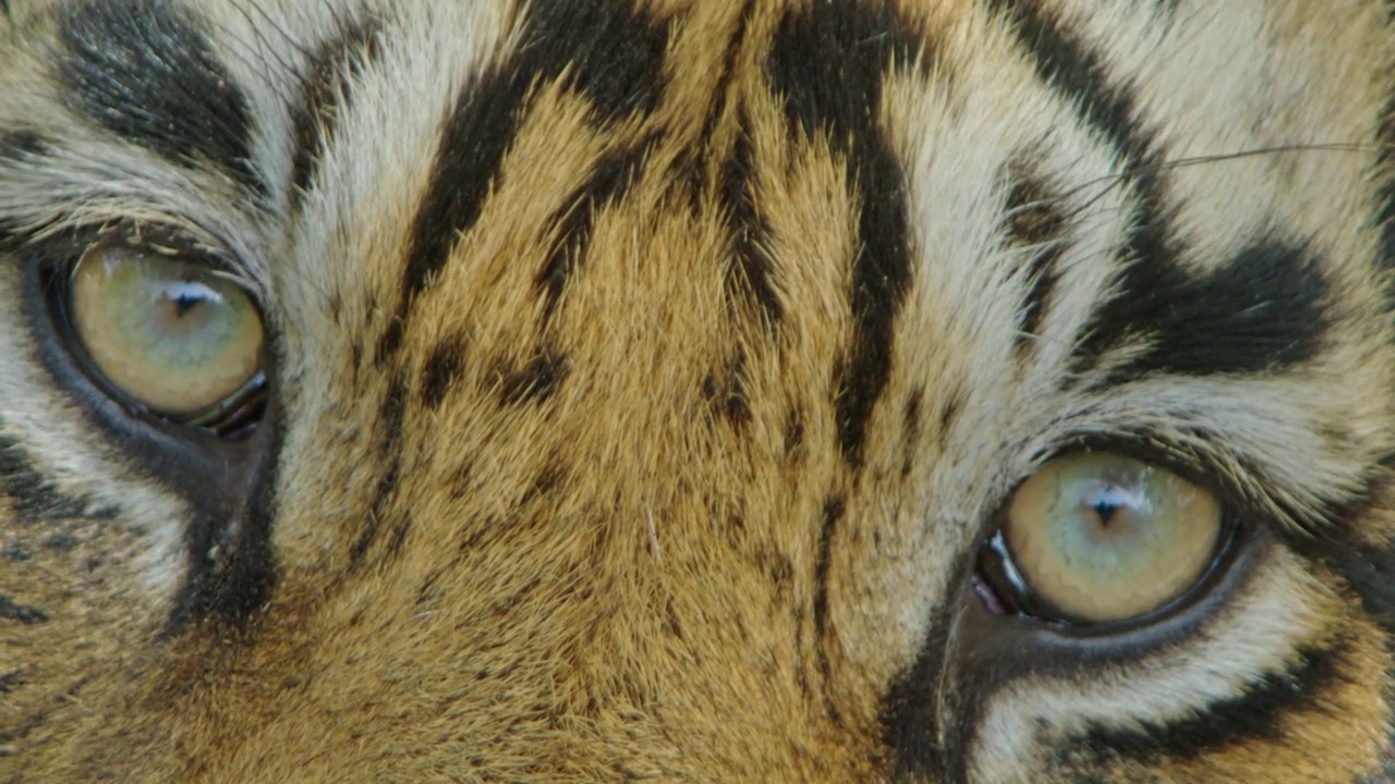 老虎眼睛的特写镜头视频下载