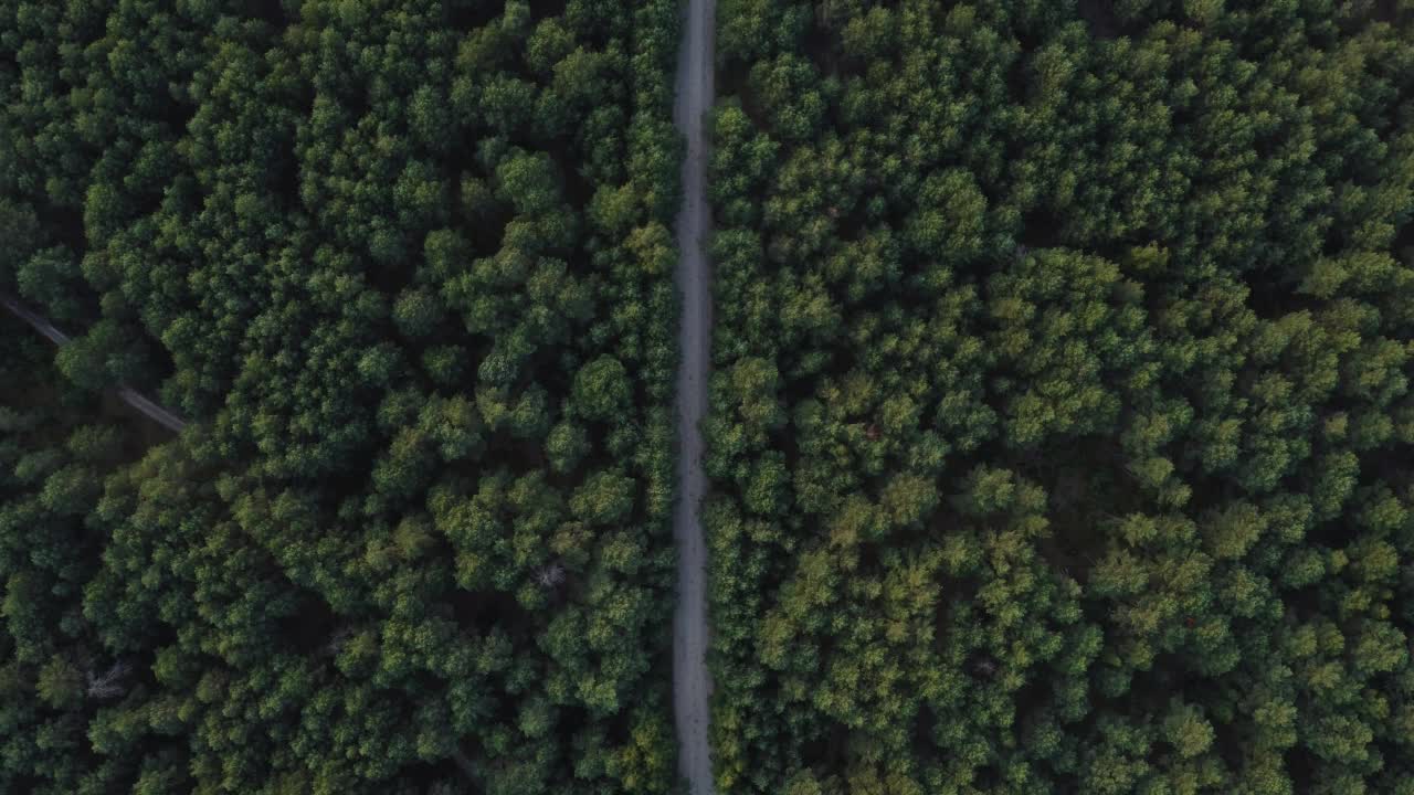 鸟瞰图飞过一条土质森林道路，两旁绿树成荫，密林丛生。松林。前视图。用无人机拍摄的四轴直升机鸟瞰视角视频素材