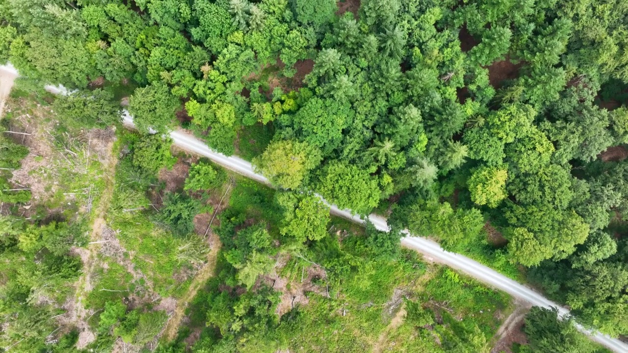 砍伐森林，死树和森林枯死-鸟瞰图视频素材