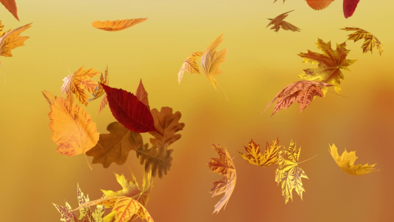 慢慢飘落的秋叶上有一片黄黑相间的阿尔法背景。3 d渲染动画。VJ循环。视频素材